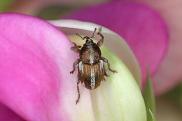 Tychius quinquepunctatus is a family beetle Curculionidae Weevils. It is pest of pea and other crops.