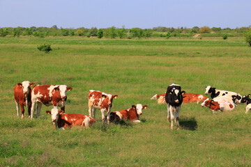 Fototapeta premium Calves on the field and sky
