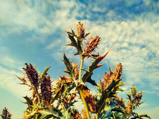 Mexican prickly poppy pod against blue sky