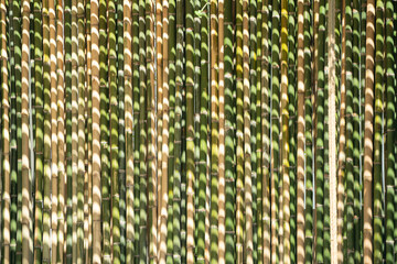 Bamboo background and backdrop battens are arranged to the wall partition and fence in the morning...
