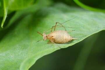 The pea aphid Acyrthosiphon pisum parasitized by Braconidae (Hymenoptera) a family of parasitoid wasps