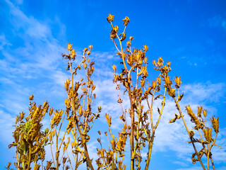 Prickly poppy tree flowers against blue sky