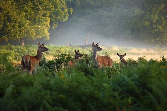 Richmond Park