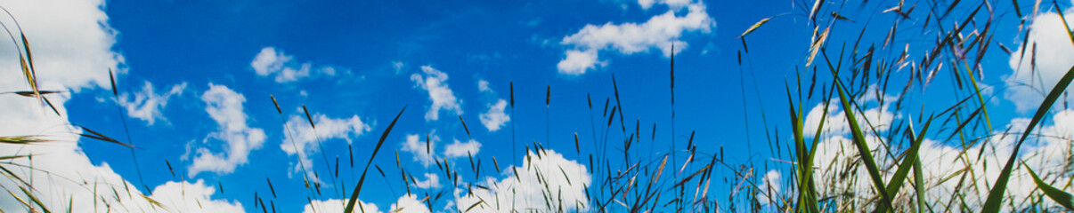 grass and sky