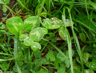 A fly sits on the grass with dew. Suitable for background