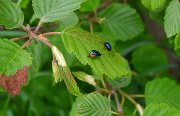 Two beetles on a tree branch. Nature. Insects