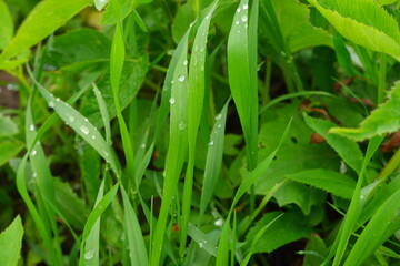 Grass with dew after rain. Suitable for background