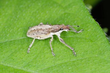 Sitona griseus is a species of weevil Curculionidae, pest of seradella, lupines and other Fabaceae.