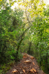 Rocky road into the forest