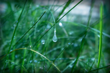 Drop on grass macro close