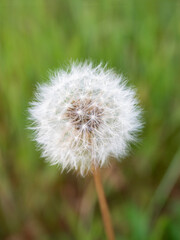 Fototapeta premium たんぽぽの綿毛