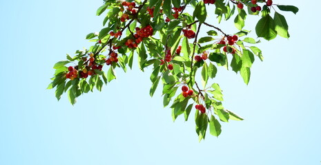 Fototapeta na wymiar Rote Kirschen auf einem Kirschbaum vor blauen Himmel