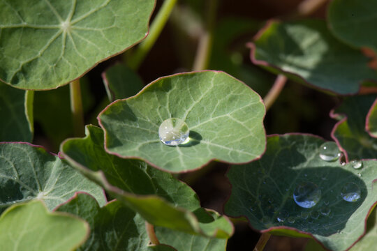 dew on a nasturtium leaf