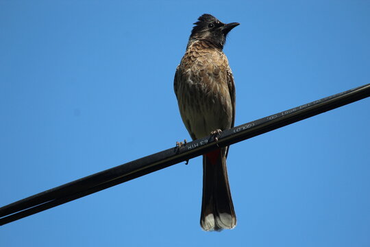 Red Vented Bulbul