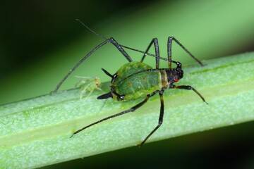 Aphid on a leaf with a freshly born aphid and visible red eyes of young aphids through the abdomen.