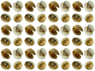 Sea shells or clam pattern with a white background. Beautiful seashell pattern.