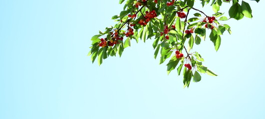 Leckere rote Kirschen am Ast eines Kirschbaumes vor blauen Himmel