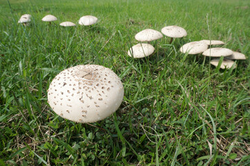 Mushroom umbrella on green grass. Selective Focus.        
