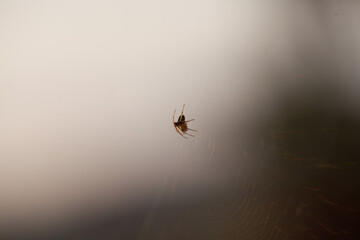 spider web spiderweb in a wood