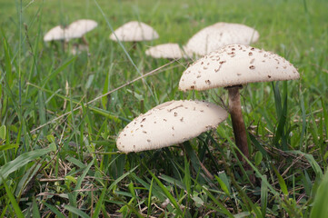 Mushroom umbrella on green grass. Selective Focus.        