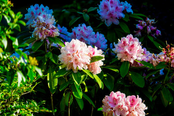 Rhododendron bush with beautiful pink flower closeup photo.