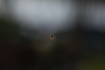 spider web spiderweb in a wood