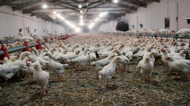 Adler silver breed chicken at a modern poultry farm.