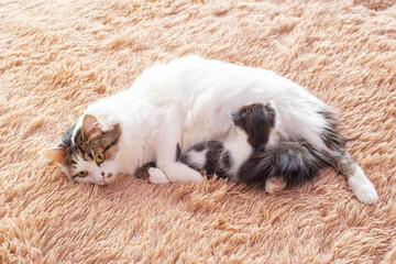 Newborn black and white kitten drinks milk at the cat's mom