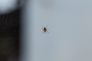 spider web spiderweb in a wood