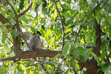 Sparrow. A small bird with gray-black plumage.
Intimate life of birds