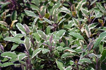 Green, white and purple leaves of variegated culinary sage in the herb garden