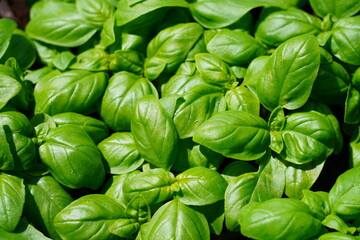 Fresh basil plant growing in the herb garden