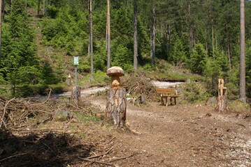 Green lake  ( Grüner See ) Alps of Austria

mushroom 
