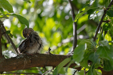Sparrow. A small bird with gray-black plumage.
Bird on a branch
in the dense foliage of a tree