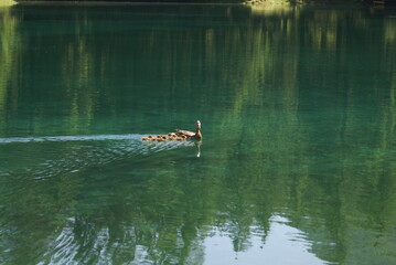 Family crossing the lake