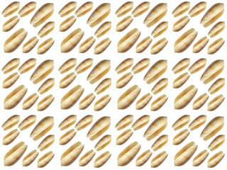 Sea shells or clam pattern with a white background. Beautiful seashell pattern.