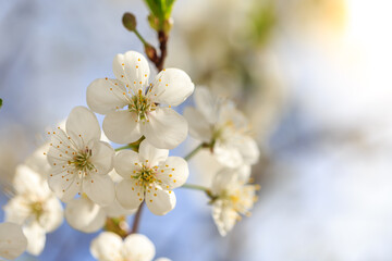 Blossoming tree branch with blue sky background macro