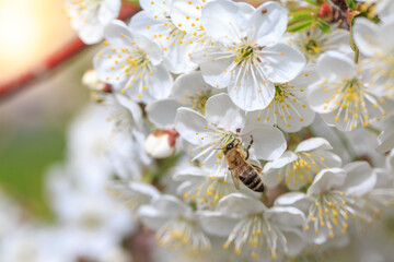 Bee on a flower on branch of apple tree