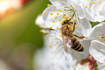 Bee on a flower on branch of apple tree