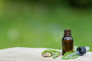 Salvia nemorosa, the woodland sage, Balkan clary, flower buds, essential oil