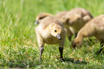 Baby Branta canadensis Canada Goose Gosling waterfowl feeding