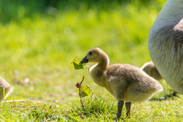 Baby Branta canadensis Canada Goose Gosling waterfowl feeding