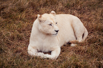Naklejka na ściany i meble Beautiful White Lion in the Wildlife of South African Republic
