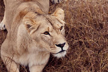 Beautiful lioness in the wild on a hunt in the Republic of South Africa