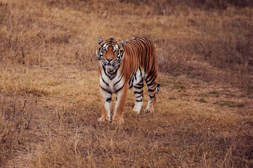Fototapeta na wymiar Beautiful adult stately tiger in the wild in the South African Republic