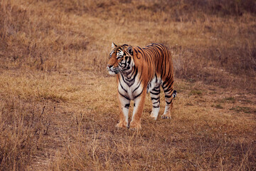 Beautiful adult stately tiger in the wild in the South African Republic