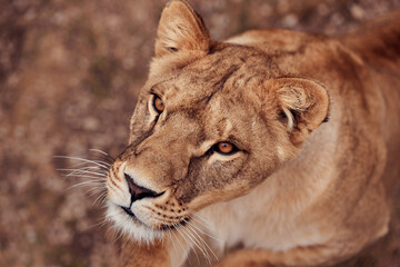Obraz na płótnie Canvas Beautiful lioness in the wild on a hunt in the Republic of South Africa