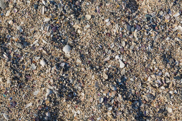 Close up shot of a sandy beach withe seashells and stones