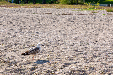 Seagull walking on the beach on a summer day