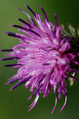Close up, pink flower with selective focus, shallow depth of field. Carduus acanthoides, Spiny plumeless thistle, Welted thistle and Plumeless thistle